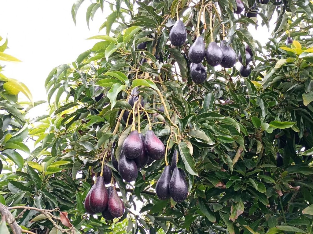 Foto