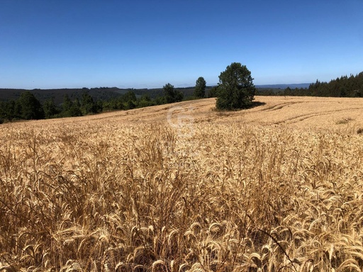 Campo de 65 hectáreas en Fresia ( al poniente de Purranque)