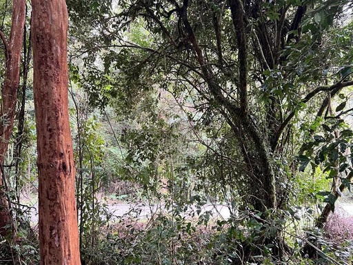 Linda parcela con bosque nativo en condominio consolidado